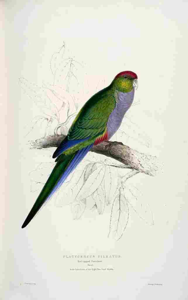 Lear Edward 1832 Red capped Parakeet 2 A4 Photo Print