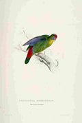 Lear Edward 1832 Red fronted Parakeet A4 Photo Print