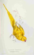 Lear Edward 1832 Rose ringed Parakeet A4 Photo Print