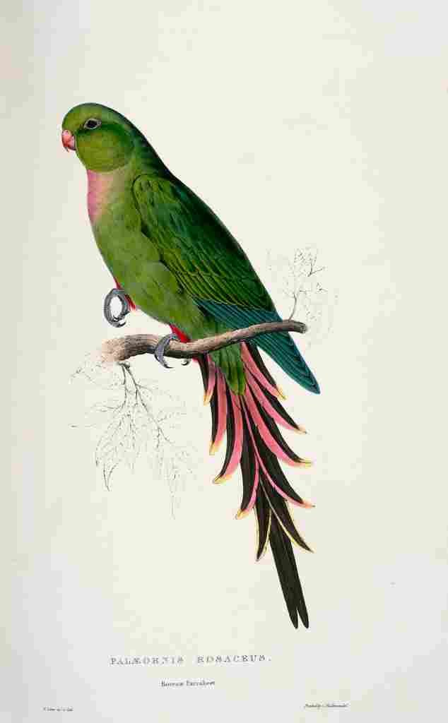 Lear Edward 1832 Roseate Parakeet A4 Photo Print