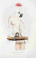 Lear Edward 1832 Salmon crested Cockatoo A4 Photo Print