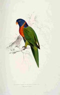 Lear Edward 1832 Scarlet collared Parakeet A4 Photo Print