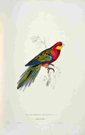 Lear Edward 1832 Stanley Parakeet 1 A4 Photo Print