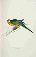Lear Edward 1832 Stanley Parakeet 2 A4 Photo Print