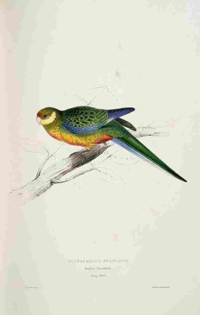 Lear Edward 1832 Stanley Parakeet 2 A4 Photo Print