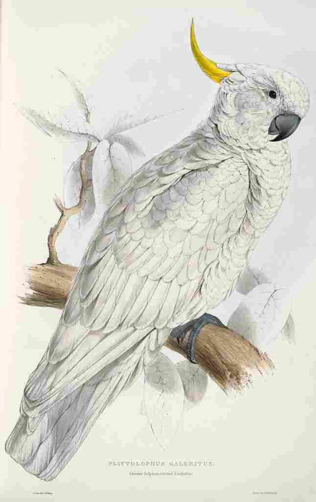 Lear Edward 1832 Sulphur crested Cockatoo A4 Photo Print