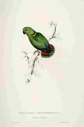 Lear Edward 1832 Swinderns Parakeet A4 Photo Print