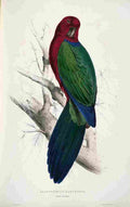 Lear Edward 1832 Tabuan Parakeet A4 Photo Print