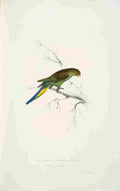 Lear Edward 1832 Undulated Parakeet A4 Photo Print