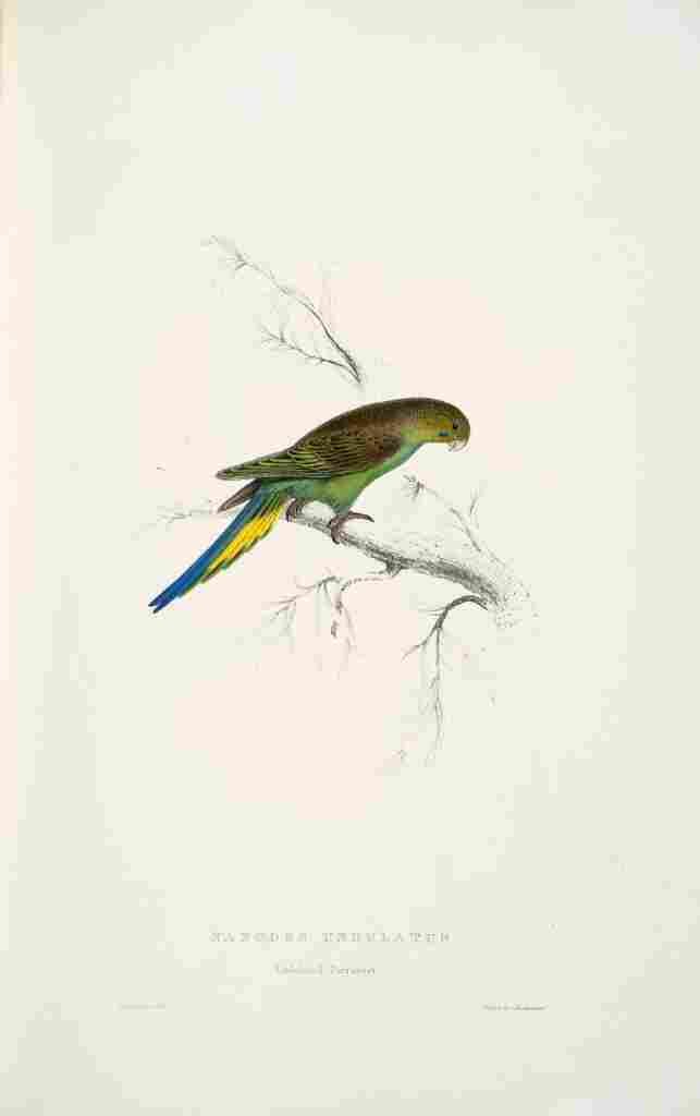Lear Edward 1832 Undulated Parakeet A4 Photo Print