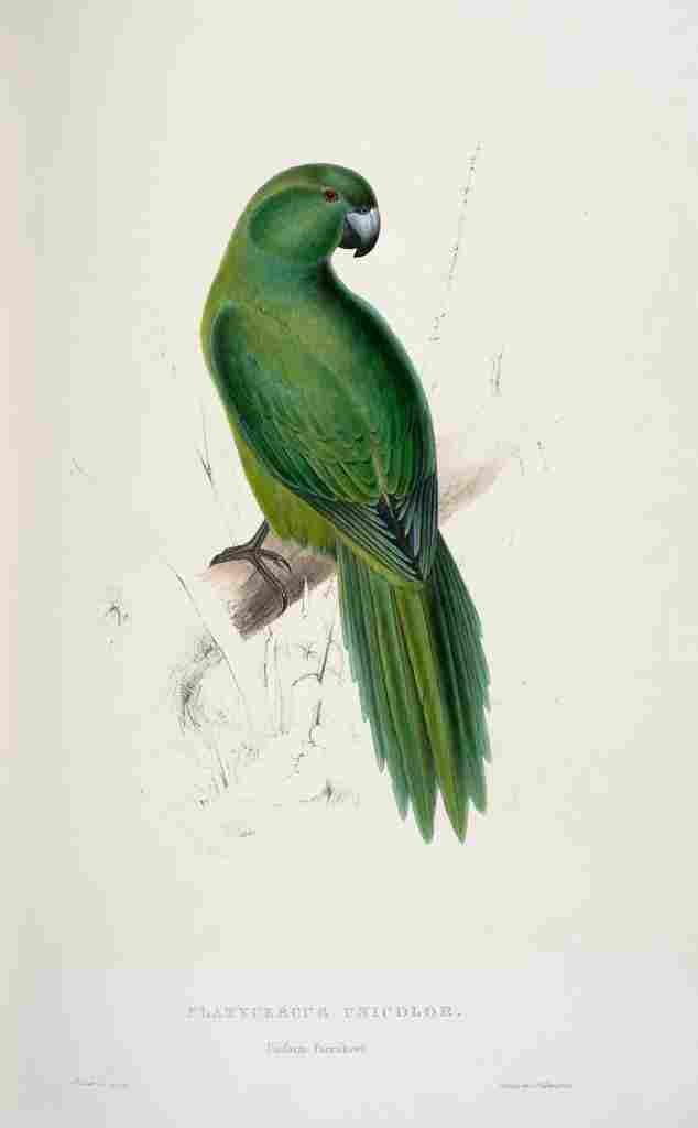 Lear Edward 1832 Uniform Parakeet A4 Photo Print