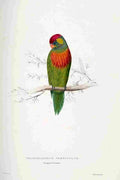 Lear Edward 1832 Variegated Parakeet A4 Photo Print