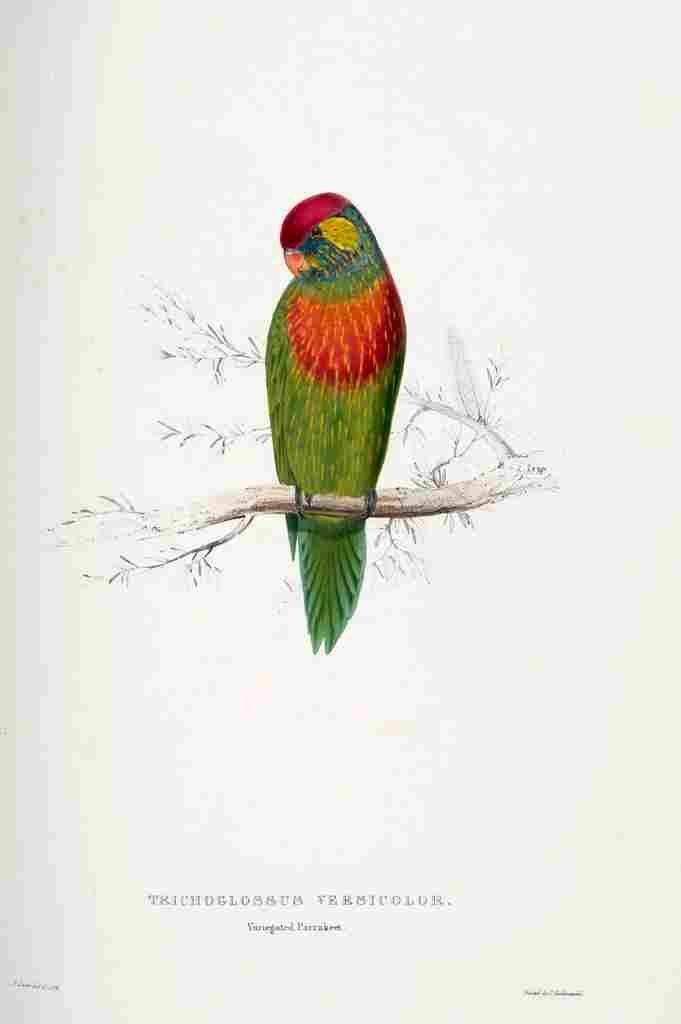 Lear Edward 1832 Variegated Parakeet A4 Photo Print