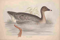 Lear Edward 1837 Bean Goose A4 Photo Print
