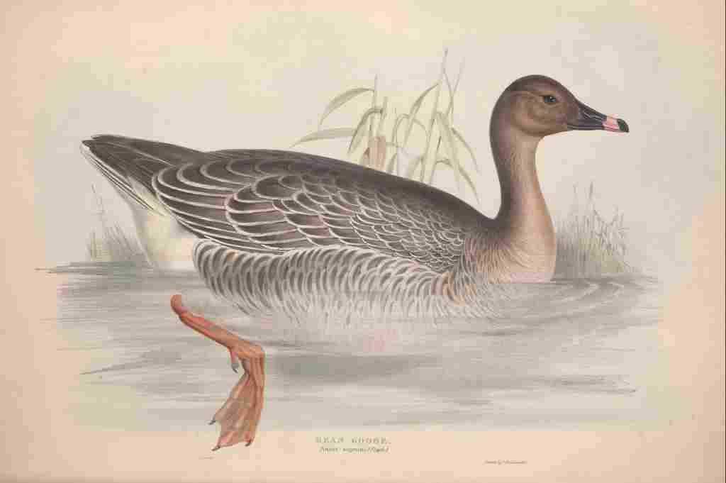 Lear Edward 1837 Bean Goose A4 Photo Print