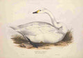 Lear Edward 1837 Bewicks Swan A4 Photo Print