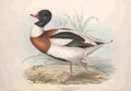 Lear Edward 1837 Common Sheldrake A4 Photo Print