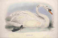 Lear Edward 1837 Domestic Swan A4 Photo Print