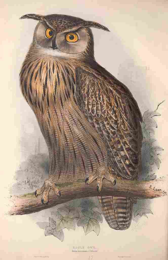 Lear Edward 1837 Eagle Owl A4 Photo Print