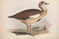 Lear Edward 1837 Egyptian Goose A4 Photo Print