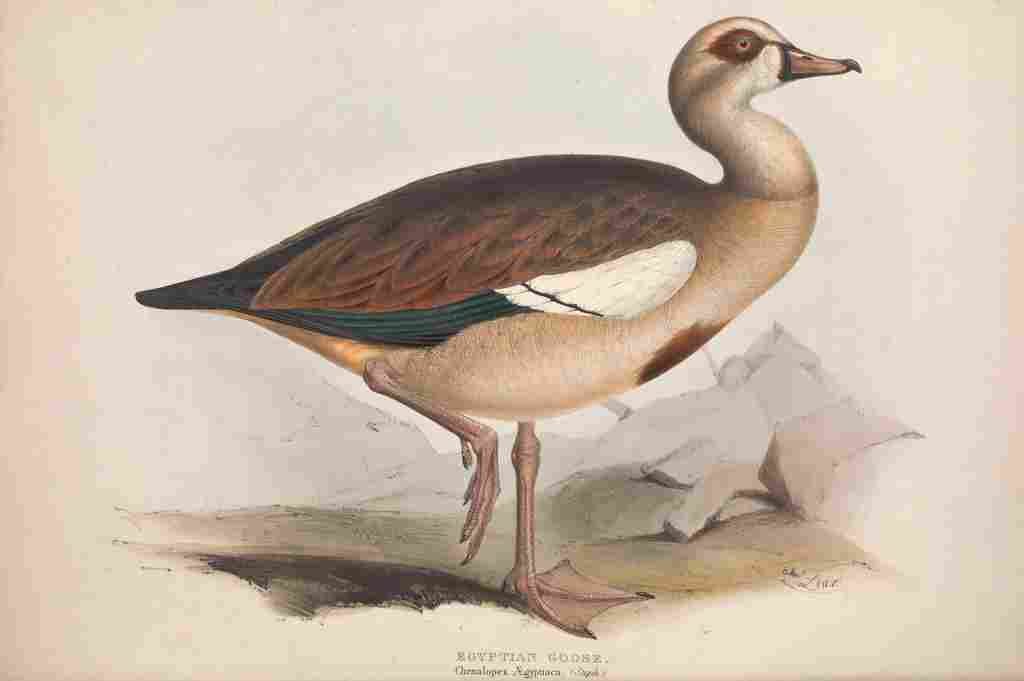 Lear Edward 1837 Egyptian Goose A4 Photo Print