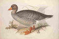 Lear Edward 1837 Grey lag Goose A4 Photo Print