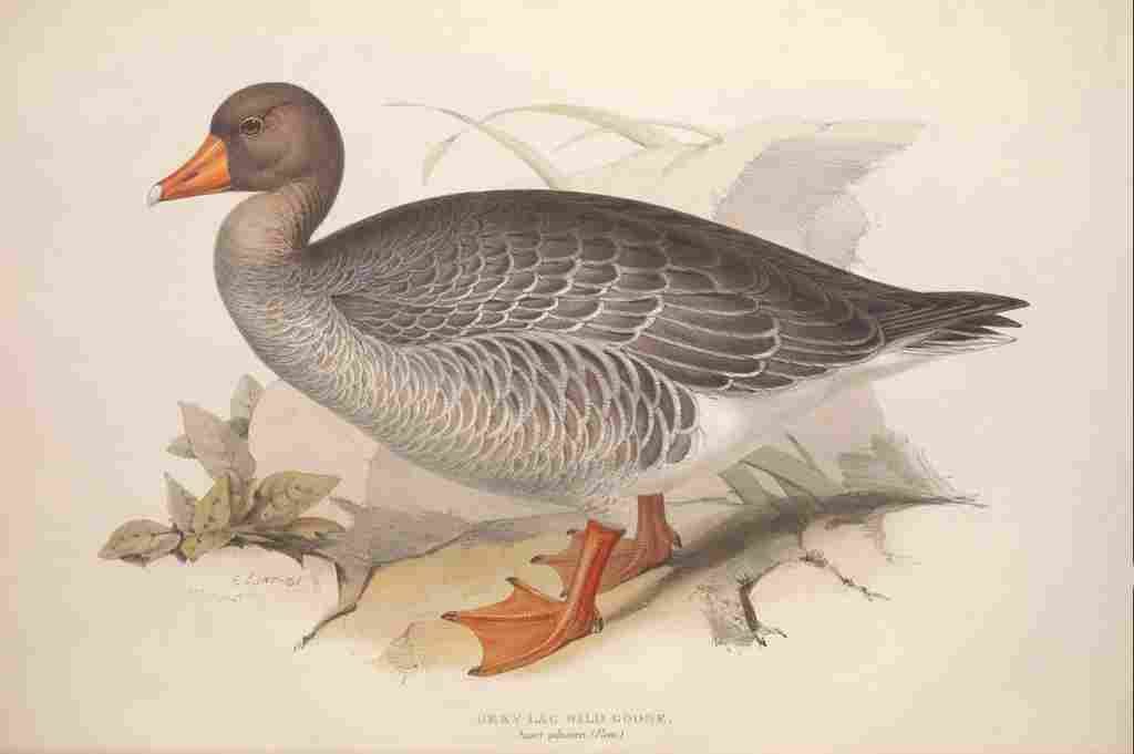 Lear Edward 1837 Grey lag Goose A4 Photo Print
