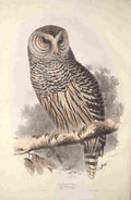 Lear Edward 1837 Hawk Owl A4 Photo Print