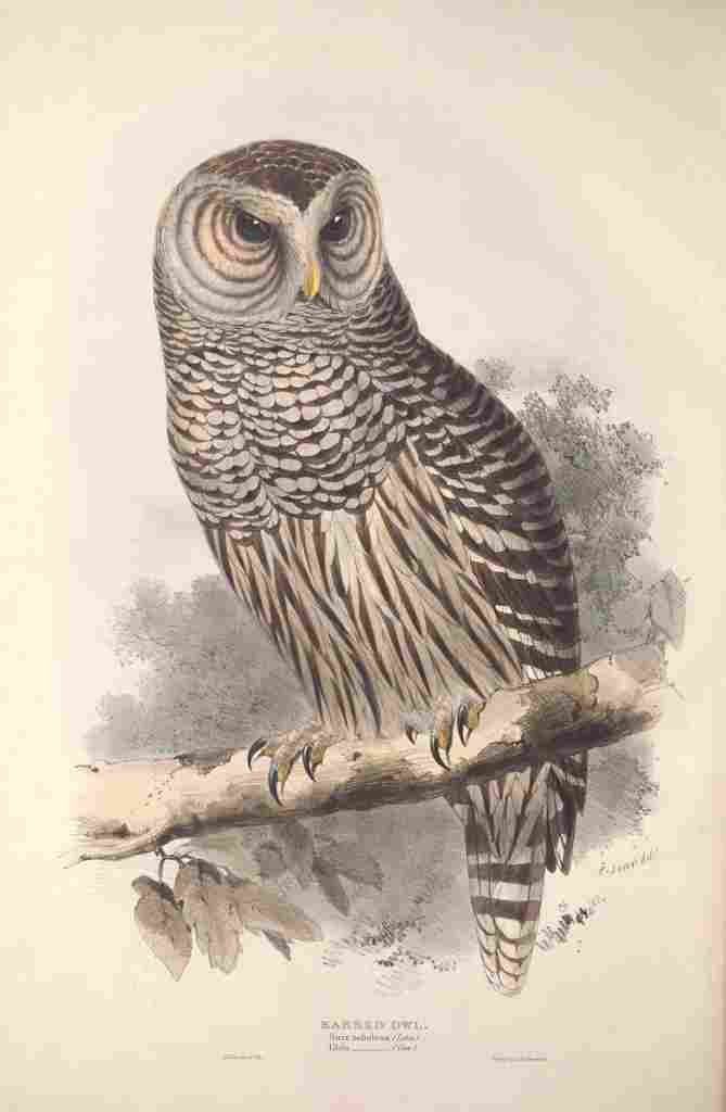 Lear Edward 1837 Hawk Owl A4 Photo Print