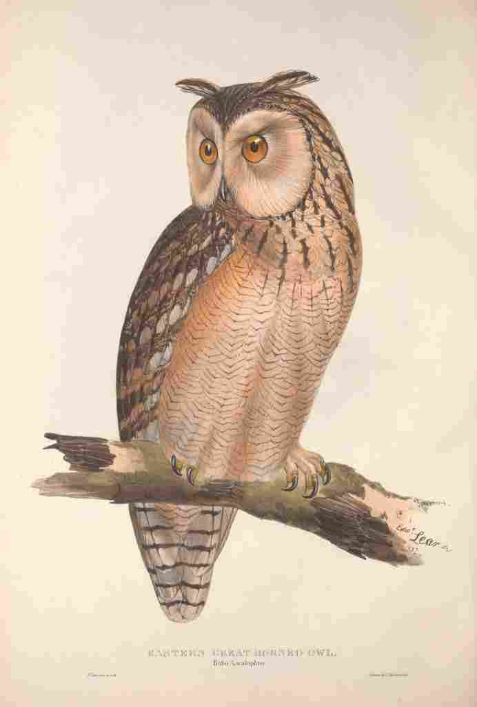 Lear Edward 1837 Horned Owl A4 Photo Print