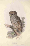 Lear Edward 1837 Little Owl A4 Photo Print
