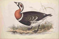 Lear Edward 1837 Red breasted Goose A4 Photo Print