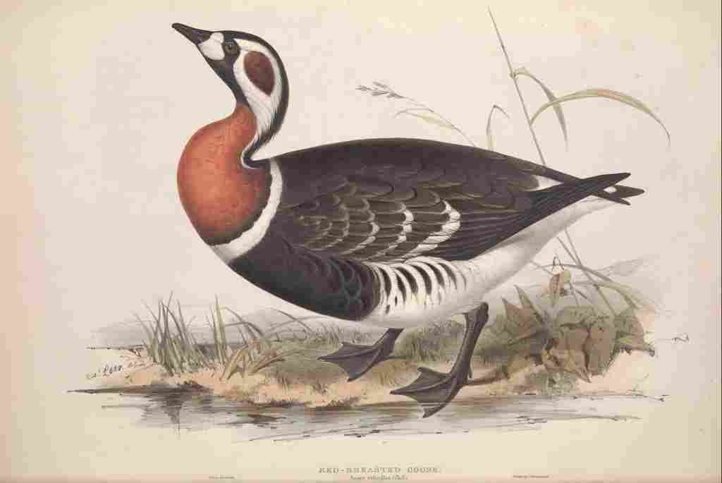 Lear Edward 1837 Red breasted Goose A4 Photo Print