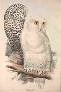 Lear Edward 1837 Snowy Owl A4 Photo Print