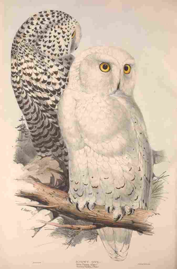Lear Edward 1837 Snowy Owl A4 Photo Print