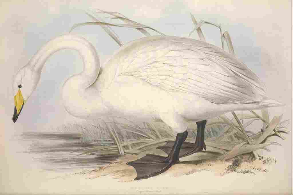 Lear Edward 1837 Whistling Swan A4 Photo Print