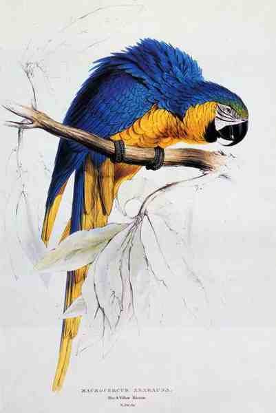 Lear Edward Blue And Yellow Macaw A4 Photo Print