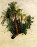 Lear Edward Study Of Palm Trees A4 Photo Print