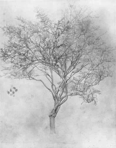 Leighton Study of a Lemon Tree Lord Frederick Leighton  A4 Photo Print