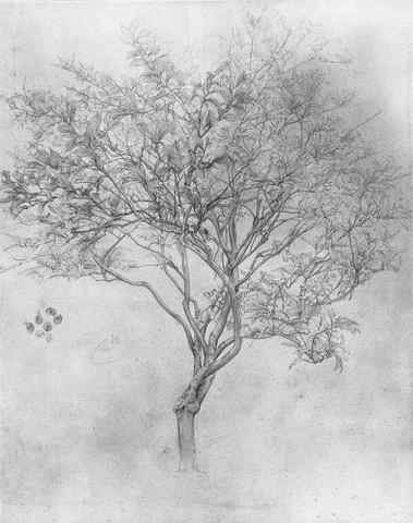 Leighton Study of a Lemon Tree A4 Photo Print