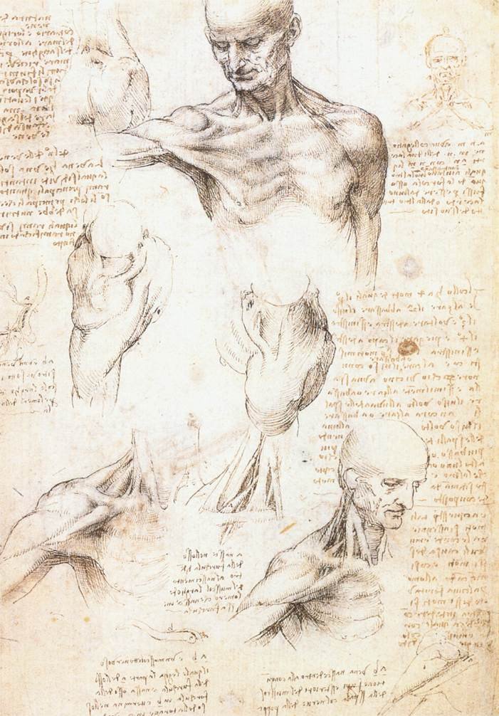 Leonardo Da Vinci Anatomical Studies Of The Shoulder 1509 1 Art A4 Photo Print