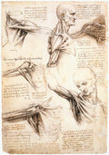 Leonardo Da Vinci Anatomical Studies Of The Shoulder Art A4 Photo Print