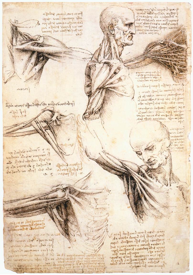 Leonardo Da Vinci Anatomical Studies Of The Shoulder Art A4 Photo Print