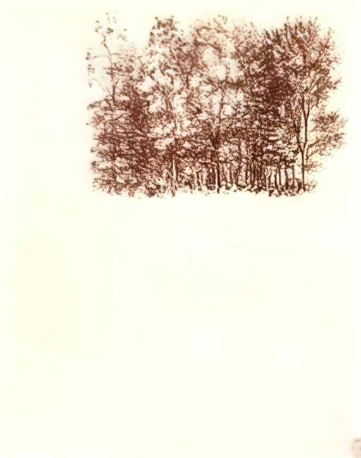 Le Corbusier taureau x 1955 Art A4 Photo Print