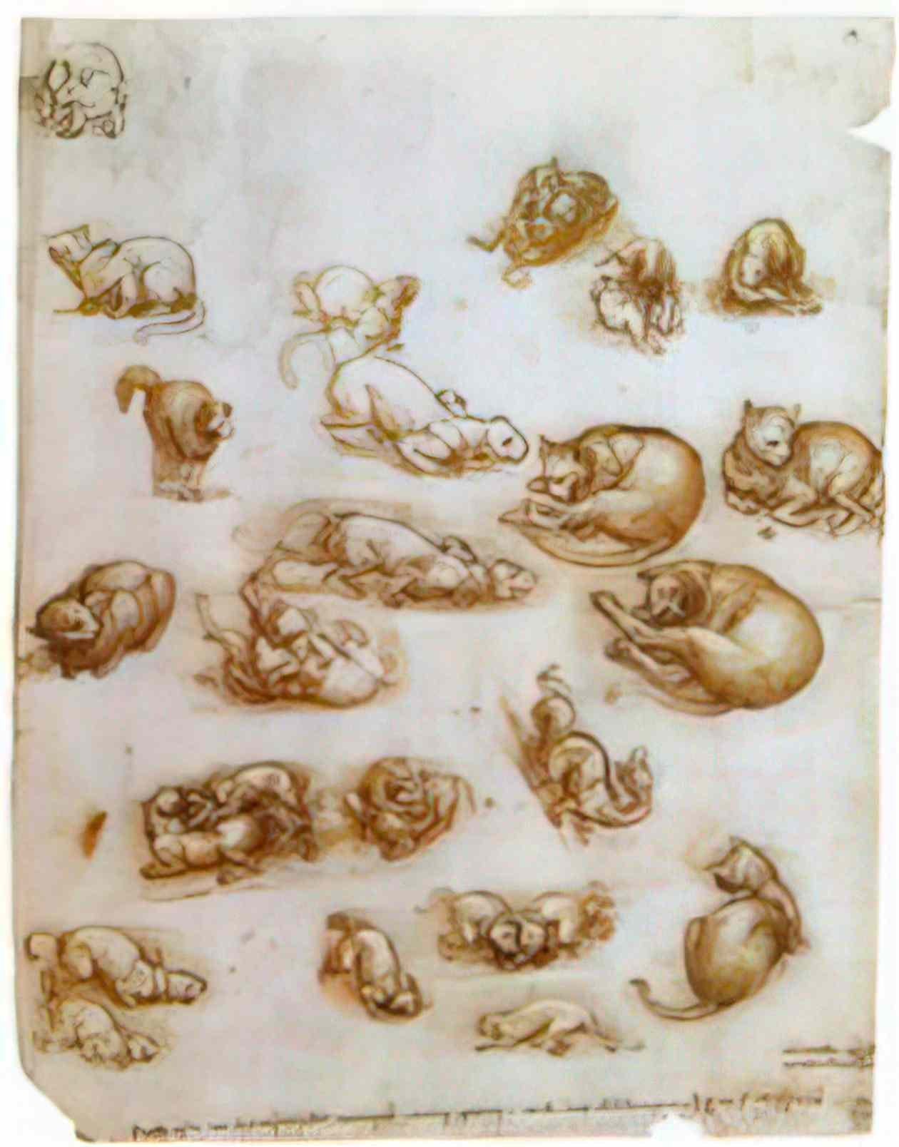 Leonardo da Vinci anatomical studies larynx and leg 1510 Art A4 Photo Print