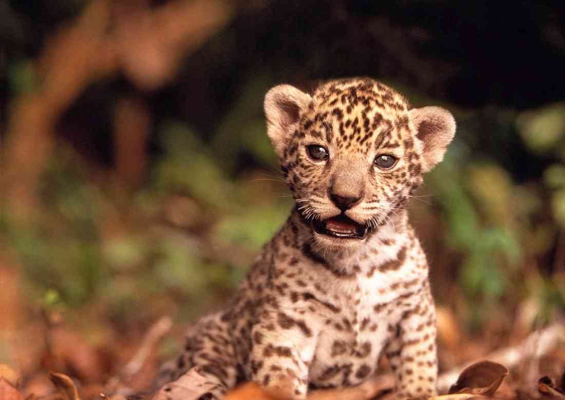 Leopard Cub use A4 Photo Print