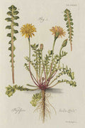 Leucarum Lucida Flowers Vintage Retro Advert Poster A4 Photo Print