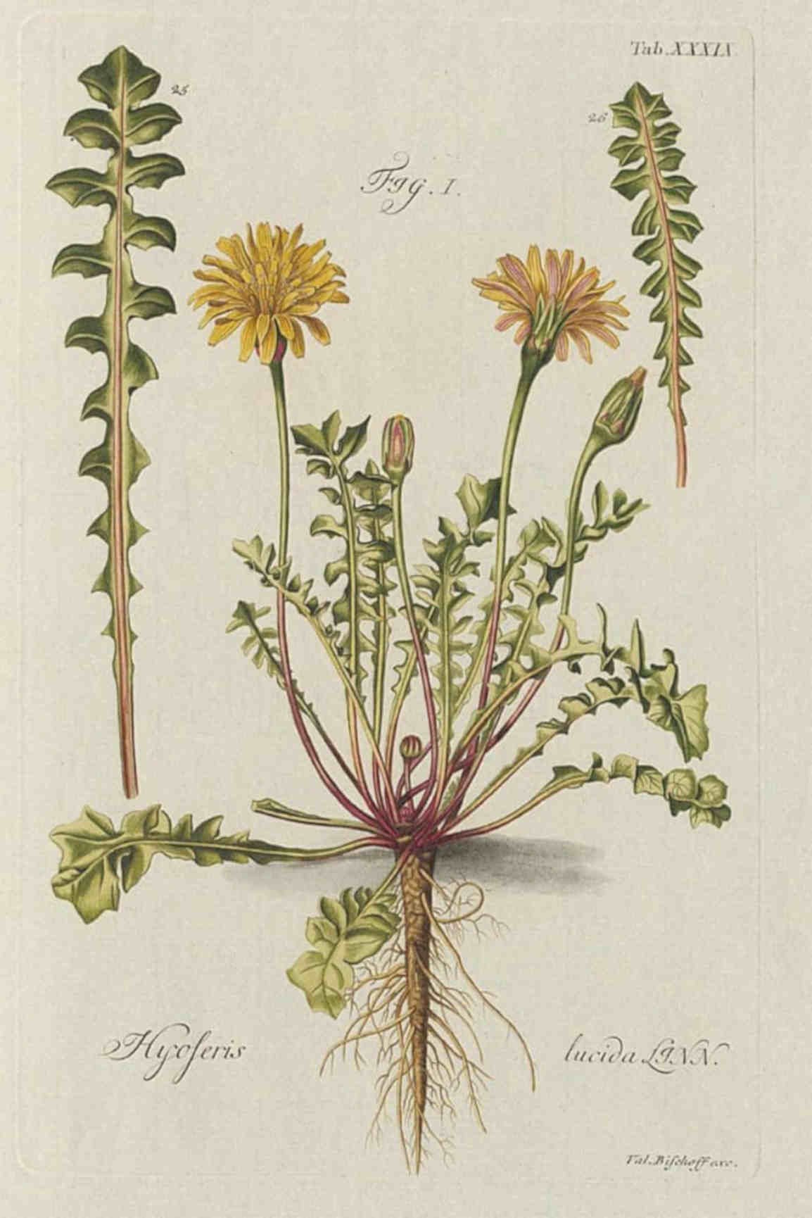 Leucarum Lucida Flowers Vintage Retro Advert Poster A4 Photo Print