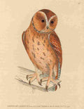 Lewin Birds 1795 Brown Owl Female A4 Photo Print
