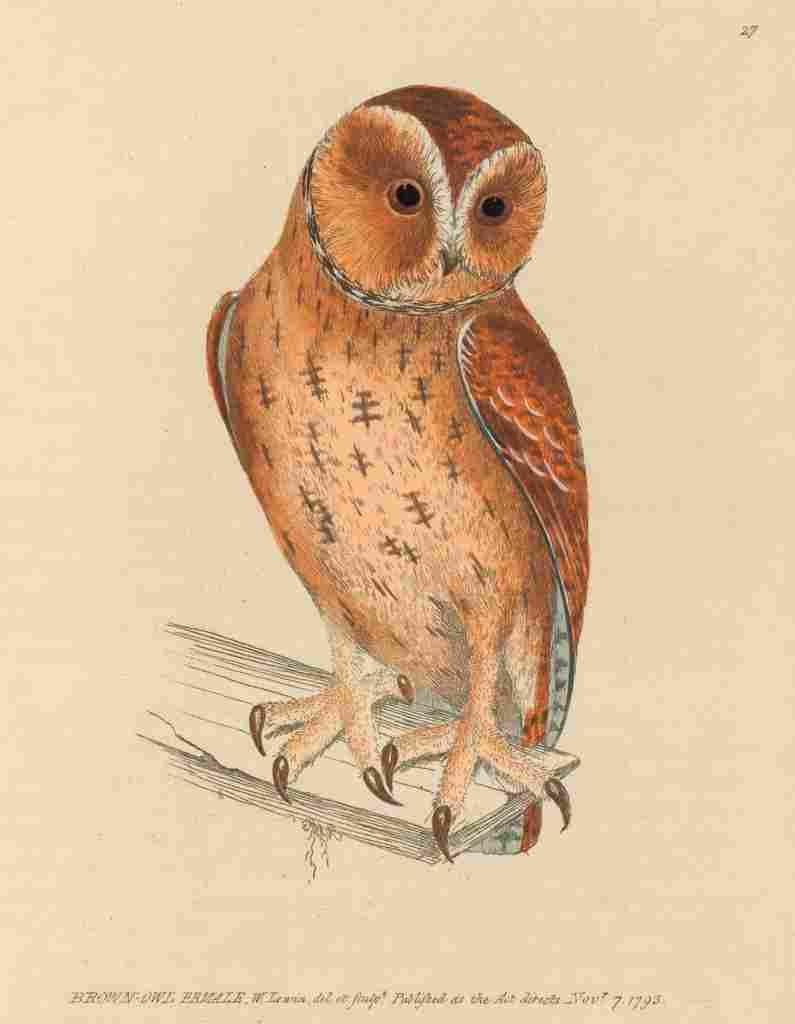 Lewin Birds 1795 Brown Owl Female A4 Photo Print